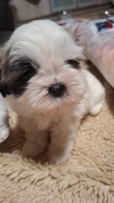 Piękna sunia Shih-tzu