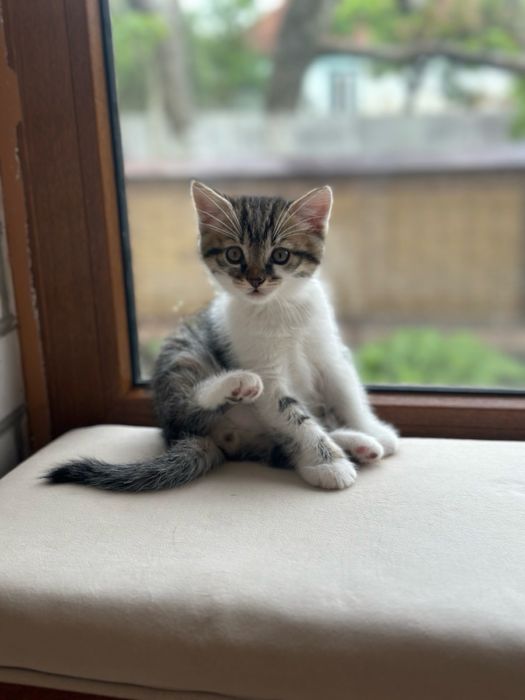 Продам  висловухих котиків