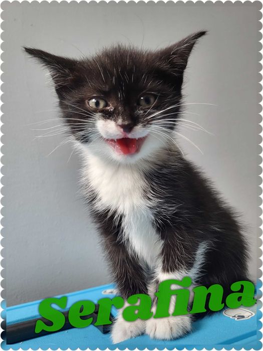 Kotek, kociaciaki do adopcji, odrobaczone, zaszczepione