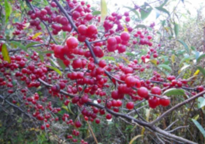 OLIWNIK BALDASZKOWY - sadzonki w doniczkach UNIKAT