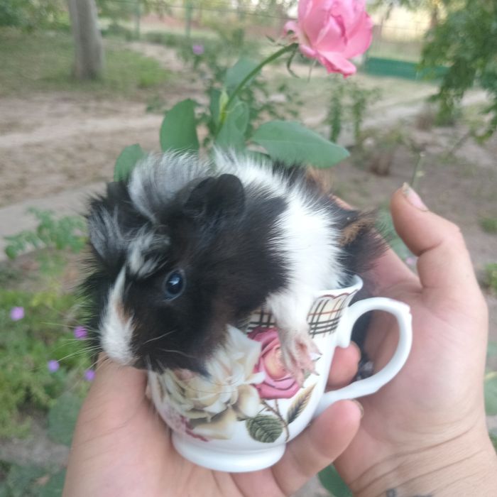 Морські свинки, розеточки, морская свинка