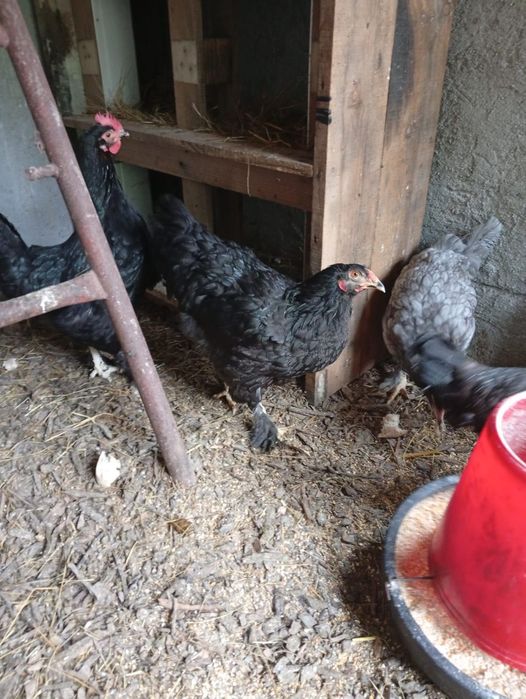 Vendo casal de brahmas