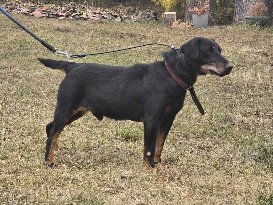 Airon - piesek w typie jagdteriera do adopcji