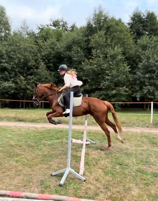 Klacz 14l lat 150cm