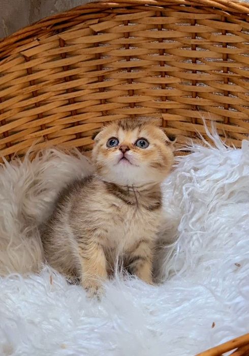 Золотая шиншилла Девочка и Мальчик