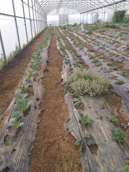 Estufa Agrícola Usada