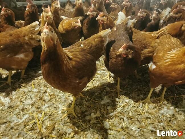 Kury Nioski Młode z Wysyłką! 1