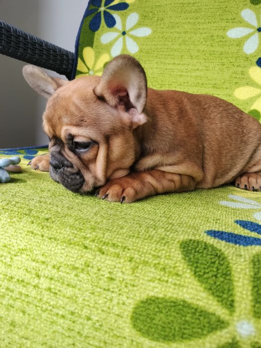 Bulldog frances fawn exotico macho