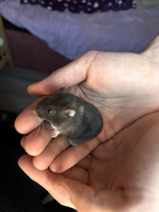 Хомяк джунгарский черный