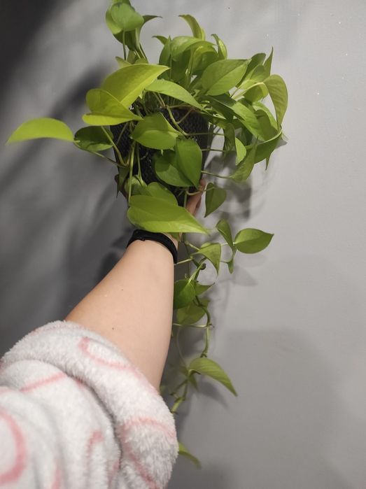 Epipremnum neon całe
