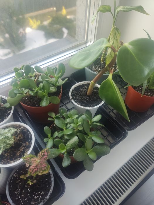 Рослини кімнатні