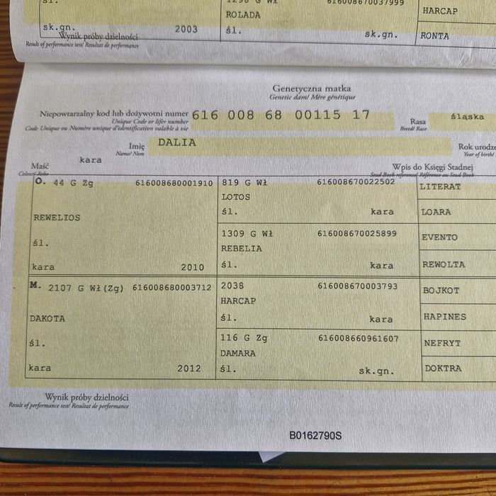 Klacz śląska śiwa