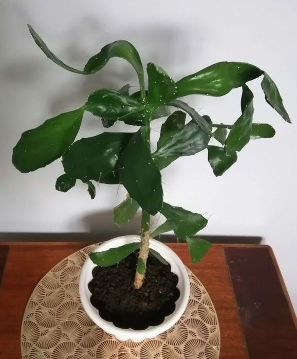 Кактус опунция бразильская, высота ствола 50 см