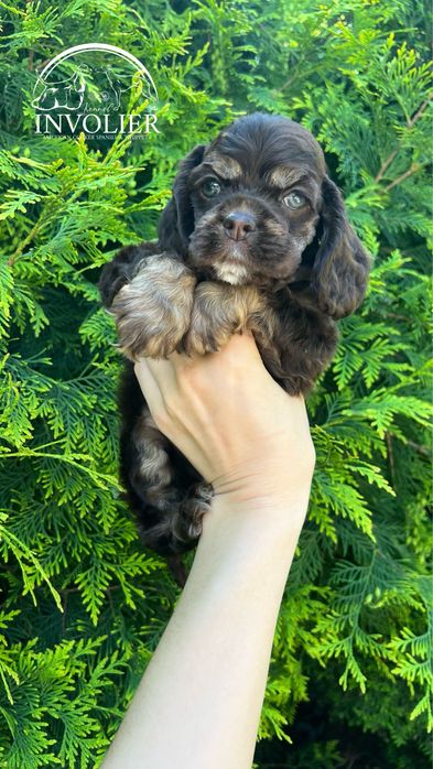 Американський Кокер Спаніель. Хлопчик. Два місяці.