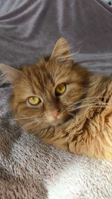 Рідкісна Руда кішечка підліток і полосатий хлопчик підліток