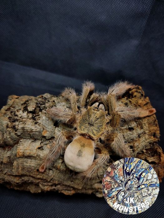 Pająk/Ptasznik Psalmopoeus pulcher+gratisy