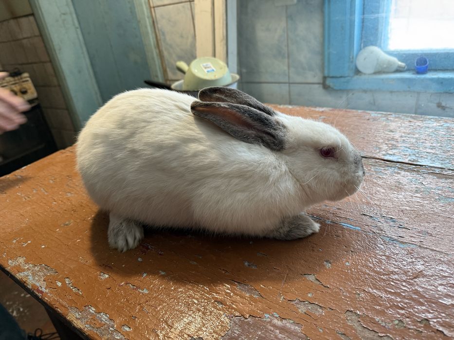 Кролики кроленята кролі різних порід каліфорнійці строкачі