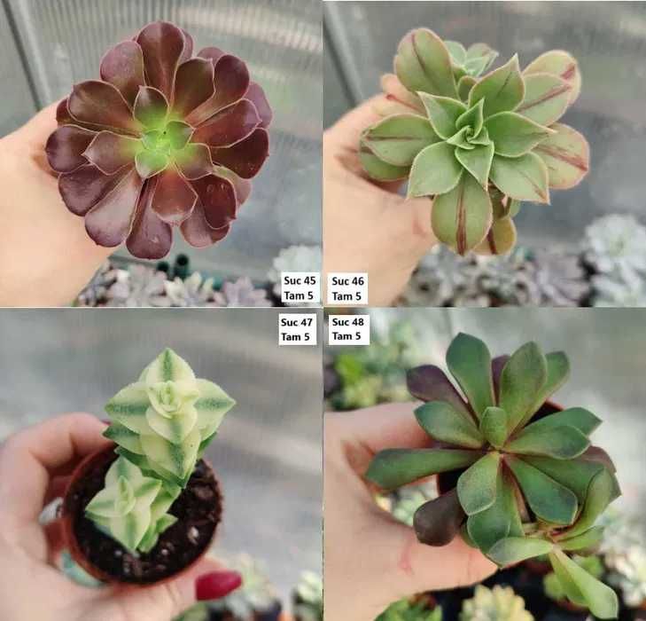 Suculentas Variadas: echeverias, cristatas, aeoniums, variegatas