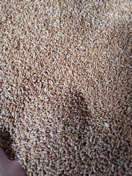 Продам пшеницю 2025