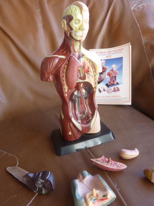 O corpo humano, visto por dentro