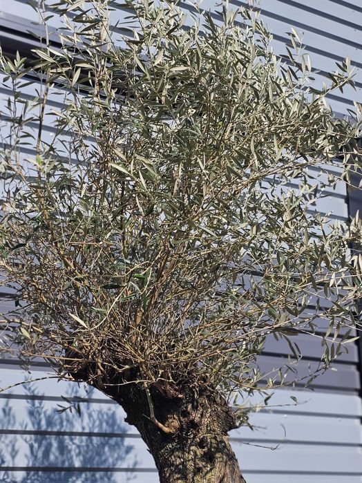 Drzewo Oliwne Olea Europaea Lessini