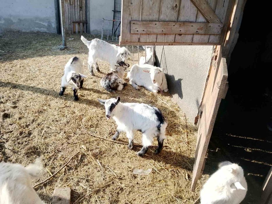 Продам козлят и коз