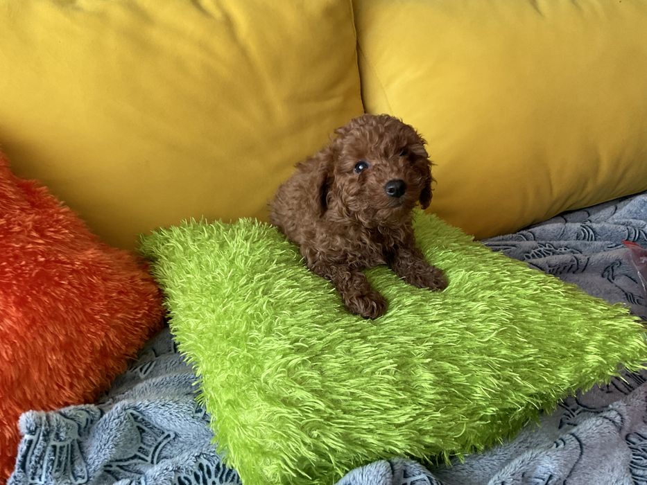 Pudel Toy Red-Szczeniaczek