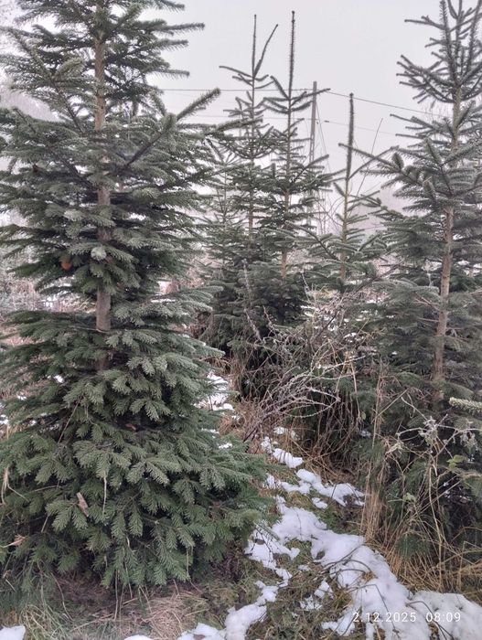 Świerk kaukaski , choinka