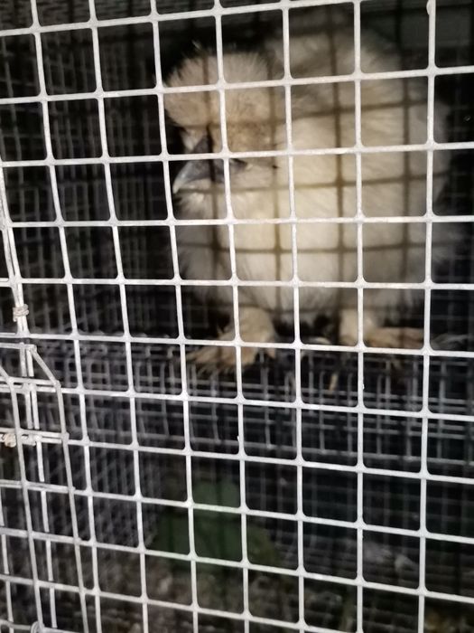 Troco ou vendo galinha sedousa