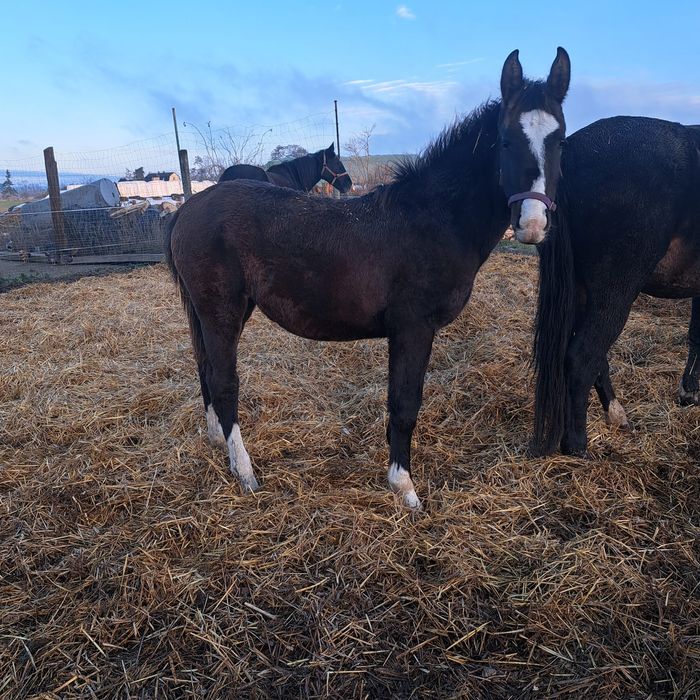 Klacz Barbi typu szlacetnego