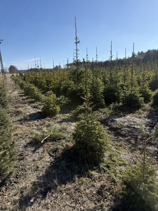 Tuje Świerki Likwidacja Plantacji