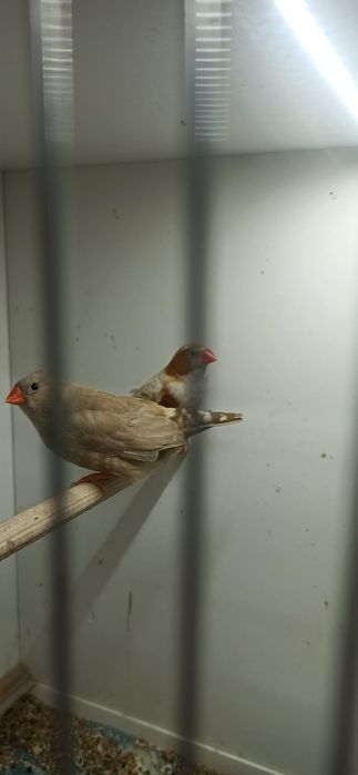 Zeberki obrączkowane