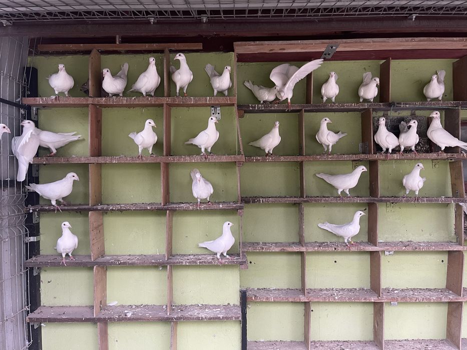 Gołąbki pocztowe białe