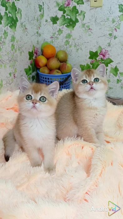 Дівчинка і хлопчик золота шиншила. Шотландські кошенята