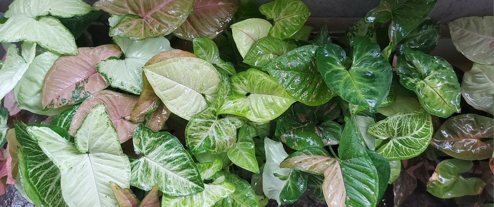 Сингоніуми/Велика колекція