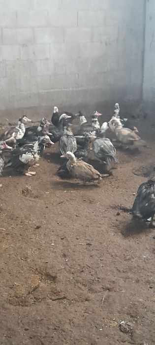 Продам индоуток на племя