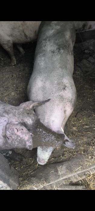 Продам 3 ремонтні свинки.
