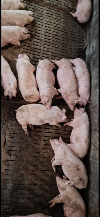 Продам свиней живою вагою свині