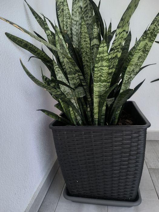 Espada-de-São-Jorge (Sansevieria trifasciata)