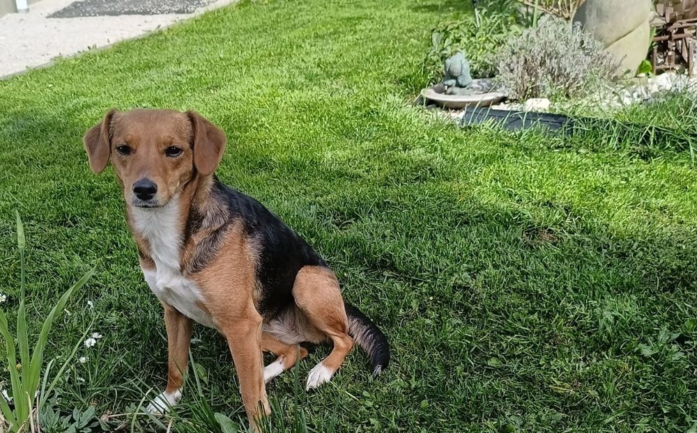 Zoja, 1, 5 roczna 12 kg,sunia, adopcja