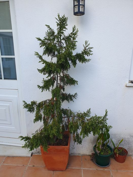 Vendo Cipreste 1,40m