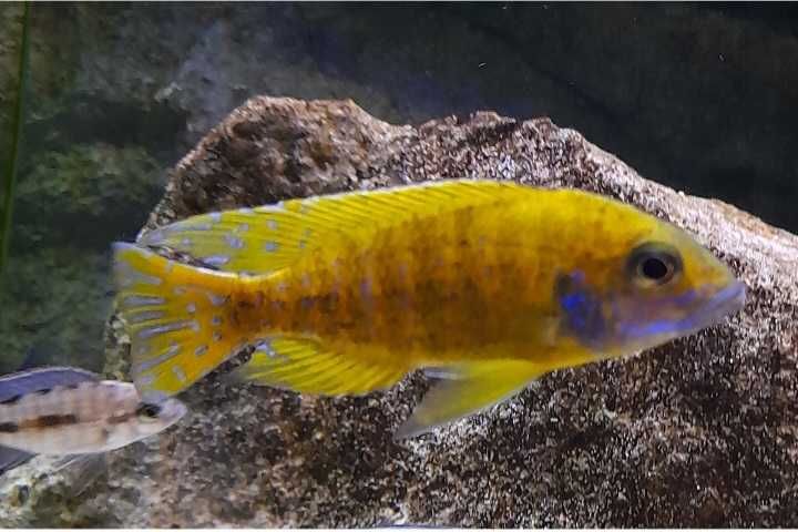 Aulonocara Baenschi Benga