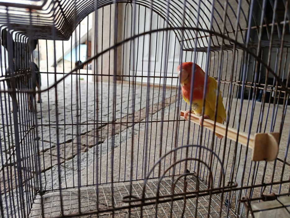 Encontrasse para cedência