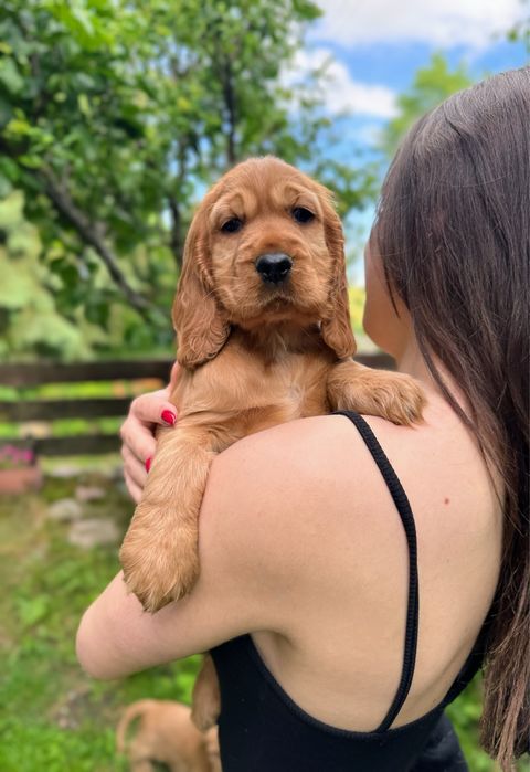 Cocker Spaniel Angielski