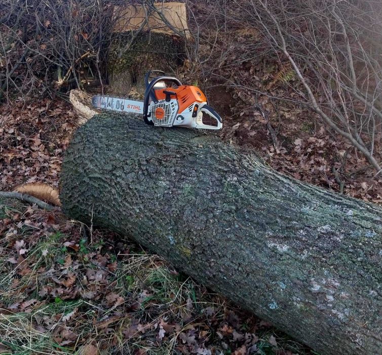 Dąb tartaczny w klocku na pniu