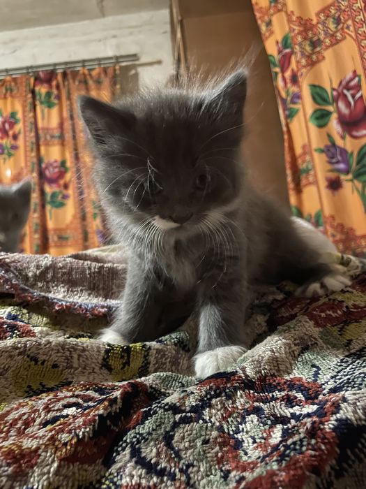 Вусатий Хлопчик Кошеня