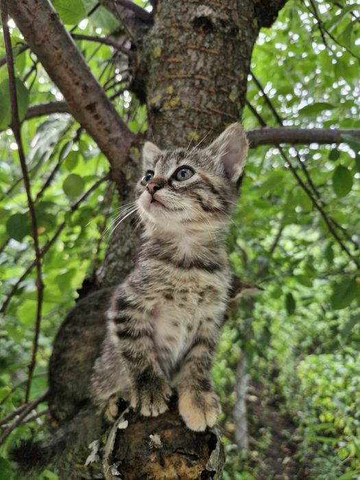 Котята у добрі руки