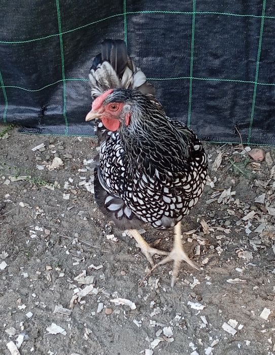 Troco por outra wyandotte mas franga ou auraucana também franga ou vendo