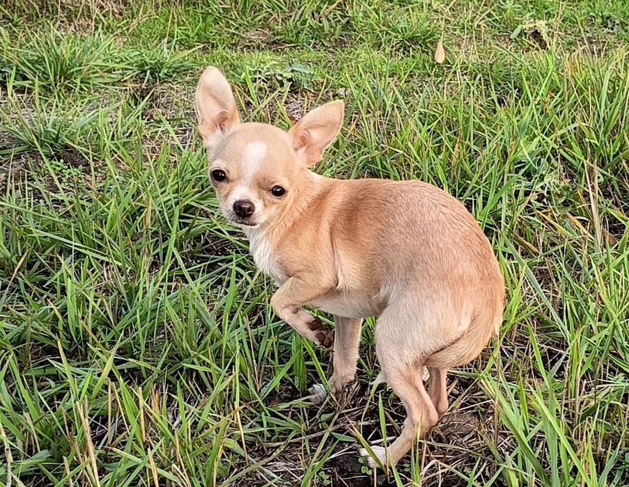 Маленькая охрана