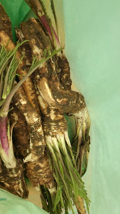 Chrzan 1kg świeży 35zl